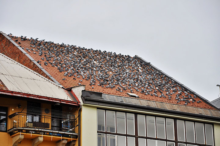 A2B Pest Control are able to install spikes to deter birds from roofs in Carshalton. 