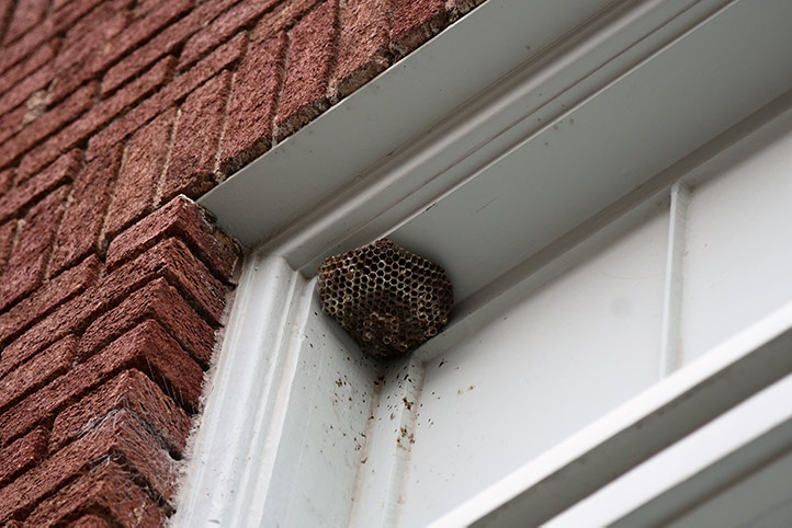 We provide a wasp nest removal service for domestic and commercial properties in Carshalton.
